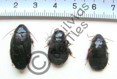 Pycnoscelus nigra