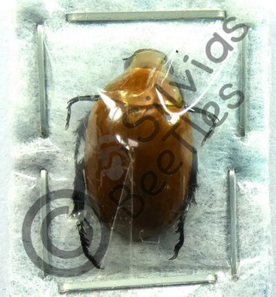 Rutelinae ssp.