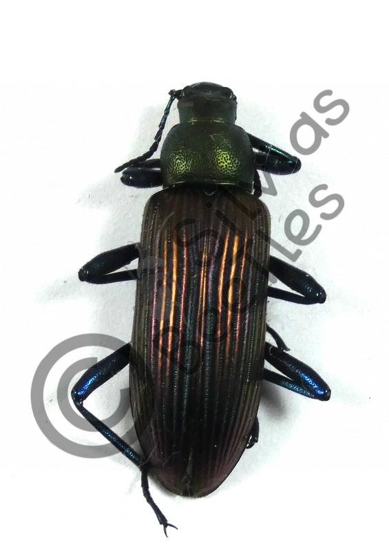 Strongylium cupripenne