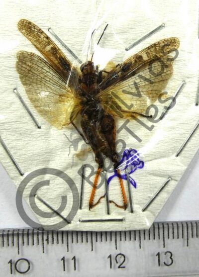 Gryllidae sp.