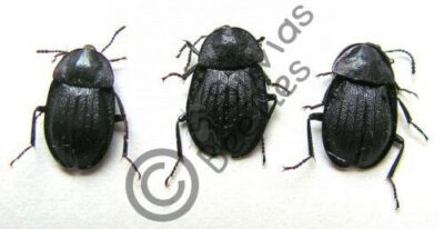 Silphidae ssp.