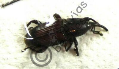 Curculionidae ssp.
