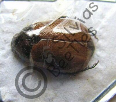 Anomala cupricollis