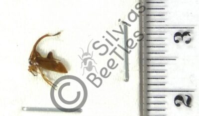 Membracidae ssp.