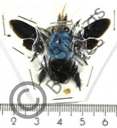 Brachycera, Xylocopa caerulea