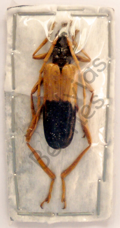 Schmidtiana violaceothoracica