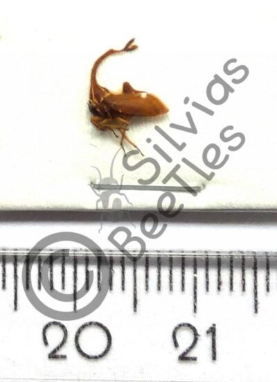 Membracidae sp.