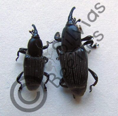 Curculionidae ssp.