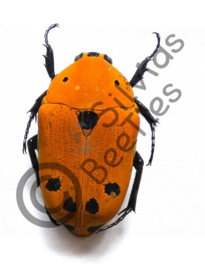 Euchroea auripimenta