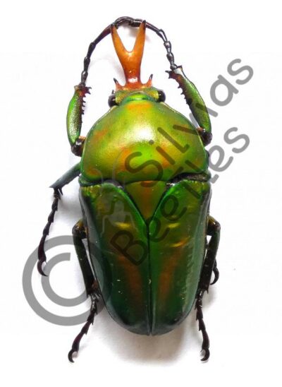 Eudicella morgani