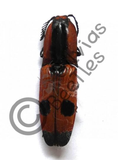 Abiphis nobillis
