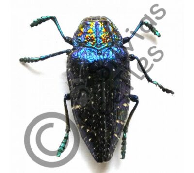 Polybothris sumptuosa gemma