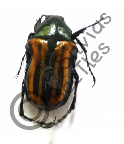 Coptomia mauritania