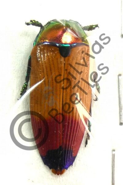 Metaxymorpha apicalis