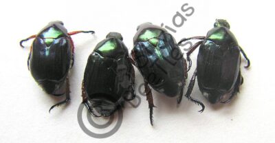 Rutelinae ssp.