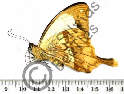 Papilio dardanus meriones