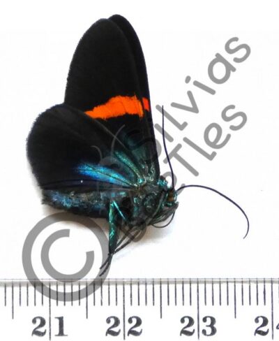 Milionia fulgida fulgida