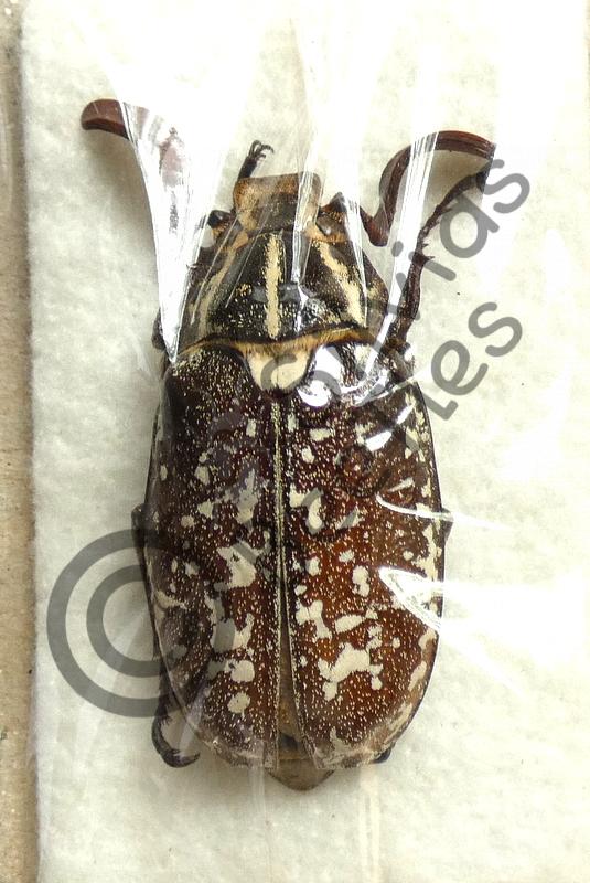 Melolonthidae (Blatthornkäfer)