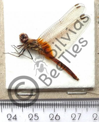 Odonata ssp.