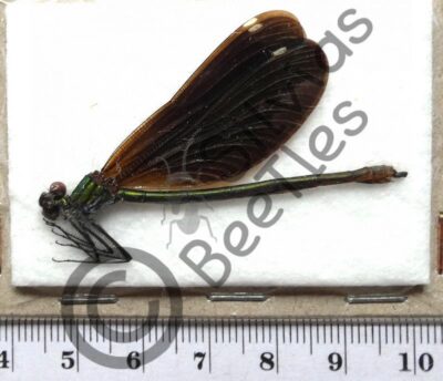 Odonata ssp.