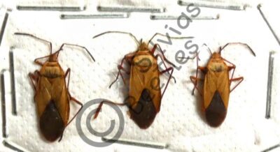 Heteroptera ssp.