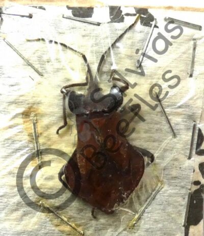 Heteroptera ssp.
