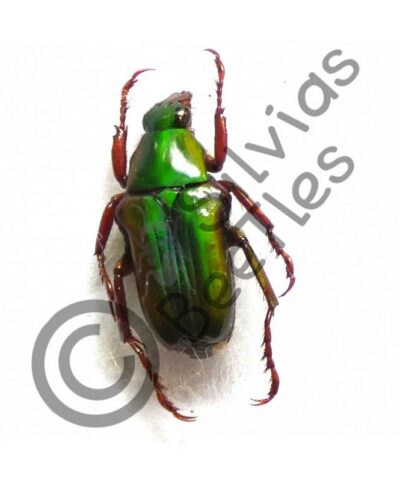 Pygora ignata