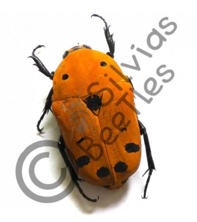 Euchroea auripimenta