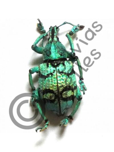 Eupholus chevrolati