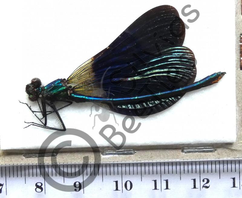 Odonata
