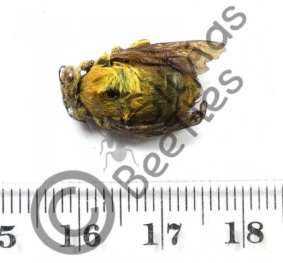 Hymenoptera ssp.