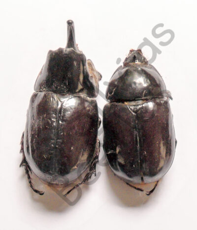 Hetergogomphus mirabilis, paar