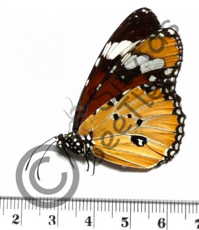 Danaus chrysippus