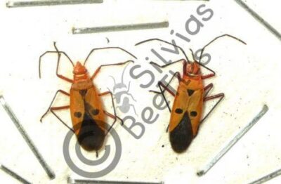 Heteroptera ssp.