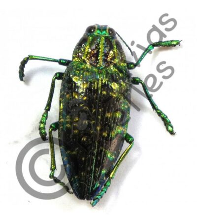 Polybothris sumptuosa sumptuosa