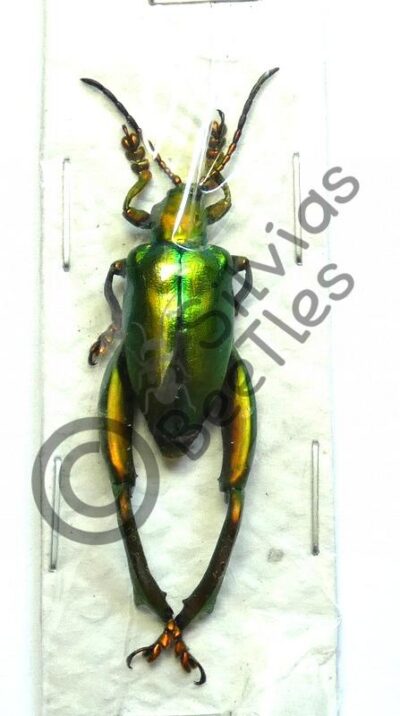 Sagra laticollis
