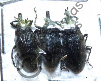 Curculionidae ssp.