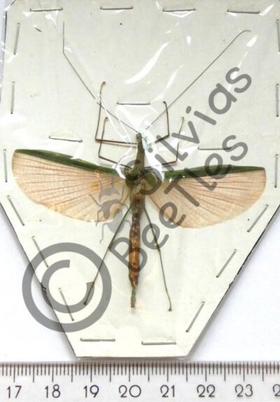 Lonchodidae, Necroscia sp.