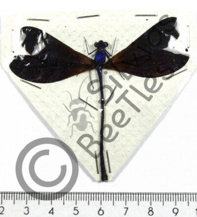 Vestalis luctuosa