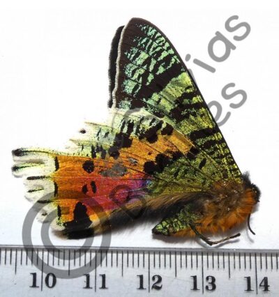 Urania ripheus