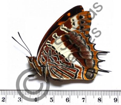 Charaxes Brutus andara