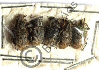 Curculionidae ssp.