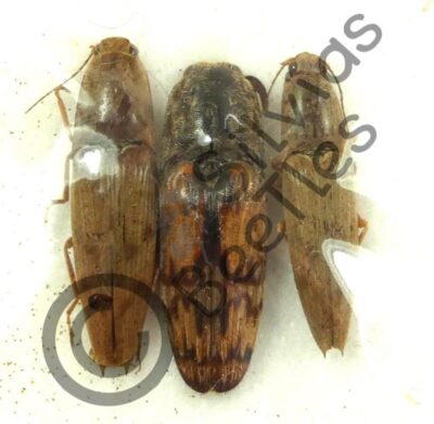 Elateridae ssp.