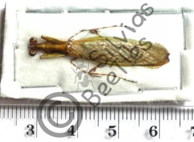 Mantodae ssp.