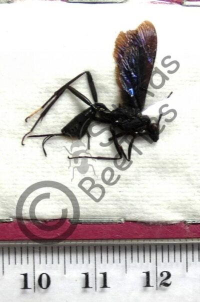 Hymenoptera ssp.
