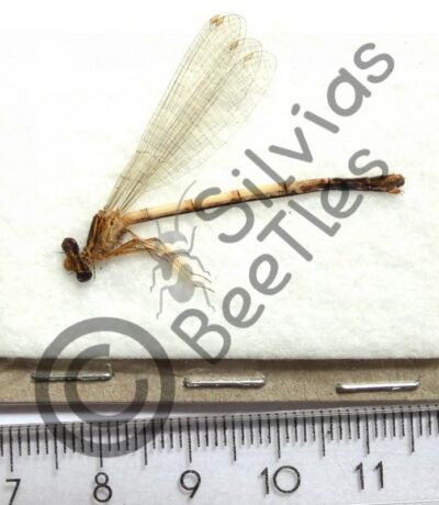 Odonata ssp.