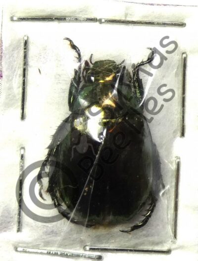 Rutelinae ssp.