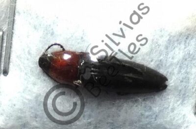 Elateridae ssp.