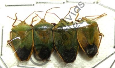 Heteroptera ssp.