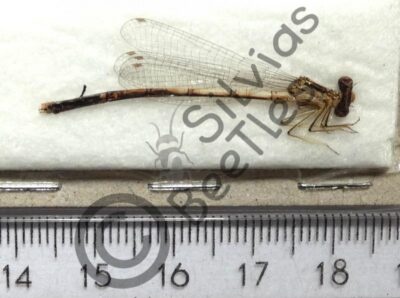 Odonata ssp.